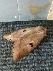 Thyas coronata