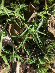 Dichanthelium lanuginosum