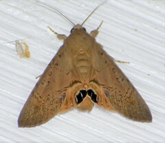 Litoprosopus futilis