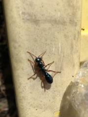 Diamma bicolor