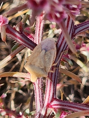 Thyanta custator accerra