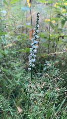Spiranthes lacera