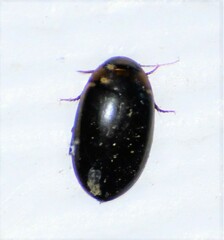 Hydaticus bimarginatus