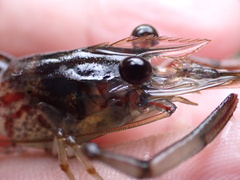 Macrobrachium latimanus