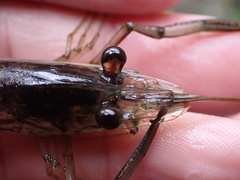 Macrobrachium latimanus