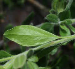 Menodora tehuacana
