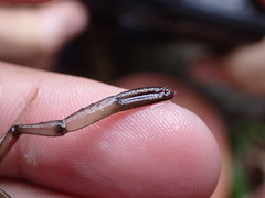 Macrobrachium latimanus