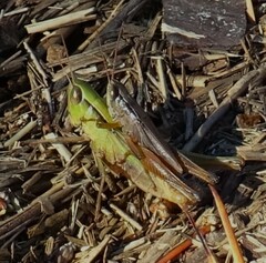 Dichromorpha elegans