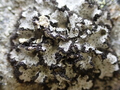 Umbilicaria cylindrica