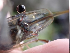 Macrobrachium latimanus