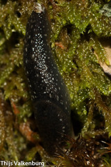 Geomalacus maculosus