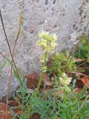 Reseda lutea