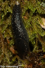 Geomalacus maculosus