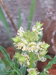 Reseda lutea