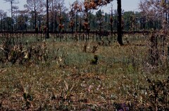 Calopogon multiflorus
