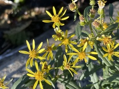Senecio eremophilus