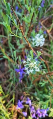 Pimelea linifolia