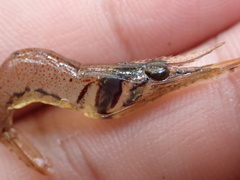 Macrobrachium australe