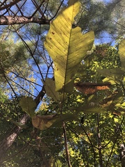 Magnolia macrophylla