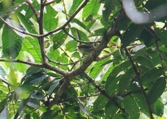 Phylloscartes oustaleti