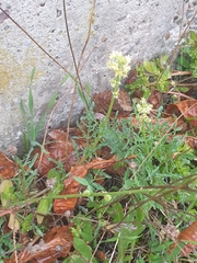 Reseda lutea