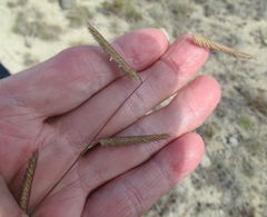 Bouteloua pectinata