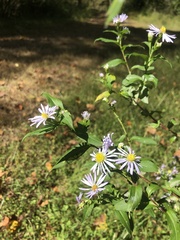 Symphyotrichum puniceum puniceum