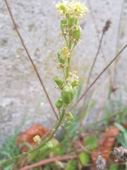 Reseda lutea