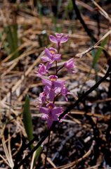 Calopogon multiflorus