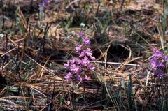 Calopogon multiflorus