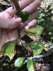 Crataegus uniflora