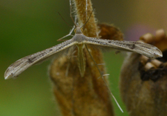 Stenoptilia bipunctidactyla