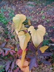 Dioscorea polystachya