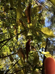 Magnolia macrophylla