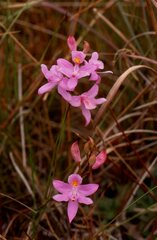 Calopogon barbatus