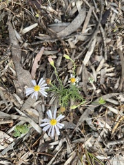 Brachyscome ciliaris