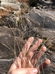 Aristida dichotoma