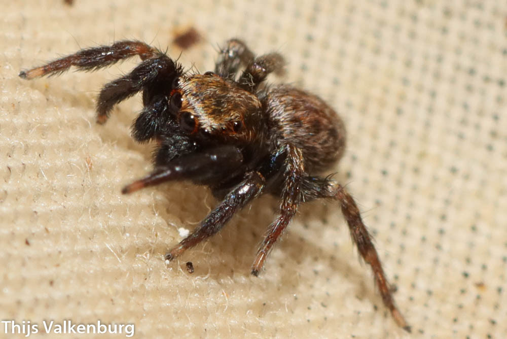 Iberattus semiglabratus