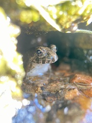 Fejervarya kawamurai