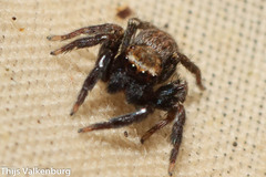 Iberattus semiglabratus