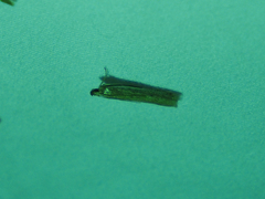 Homoeosoma electella