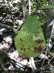 Magnolia macrophylla