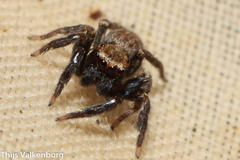 Iberattus semiglabratus