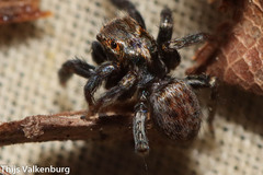 Iberattus semiglabratus