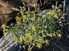 Senecio eremophilus