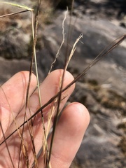 Aristida dichotoma