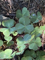 Oxalis oregana