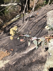 Hylotelephium telephioides