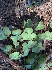 Oxalis oregana