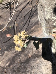 Hylotelephium telephioides